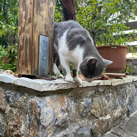 Dom wakacyjny Panorama Traditional Kamaritsa