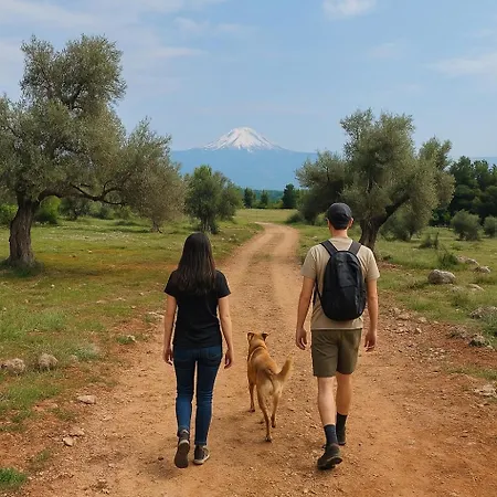 Panorama Traditional